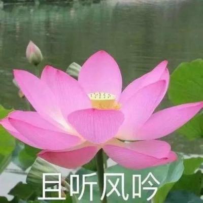 我的回合破解版下载